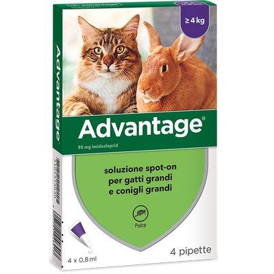 ANTIPARASSITARIO ADVANTAGE GATTI ELANCO - KG 4+ CF=PZ 4